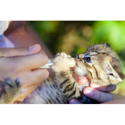 Feeding a Kitten by Maica