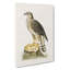 Goshawk by Von Wright - Wrapped Canvas-55312203