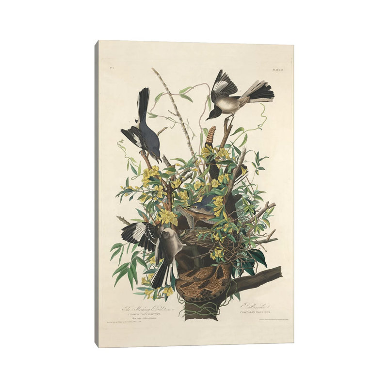 The Mocking Bird, 1827 by John Audubon - Painting on Canvas, Wrapped Canvas, 45.72cm H x 30.48cm W x 1.91cm D