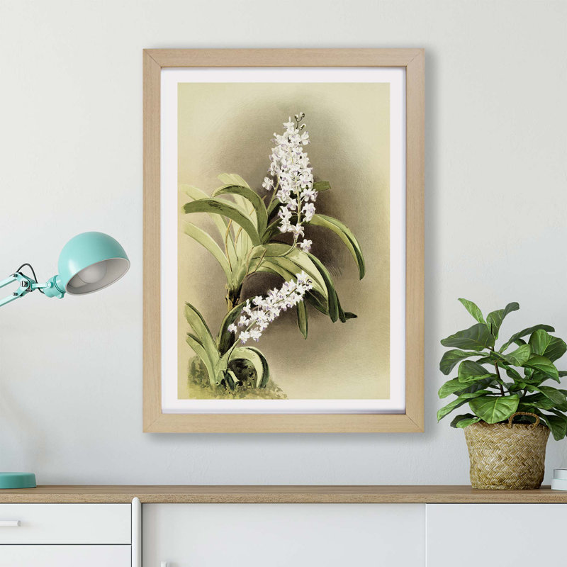 Magnolia Flowers Illustration Tab. 30 By Frederick Sander - Framed Print, 33cm H x 45cm W x 2cm D, Oak