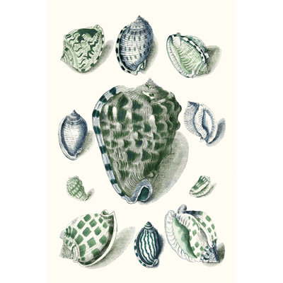 Celadon Shells III - Wrapped Canvas Painting