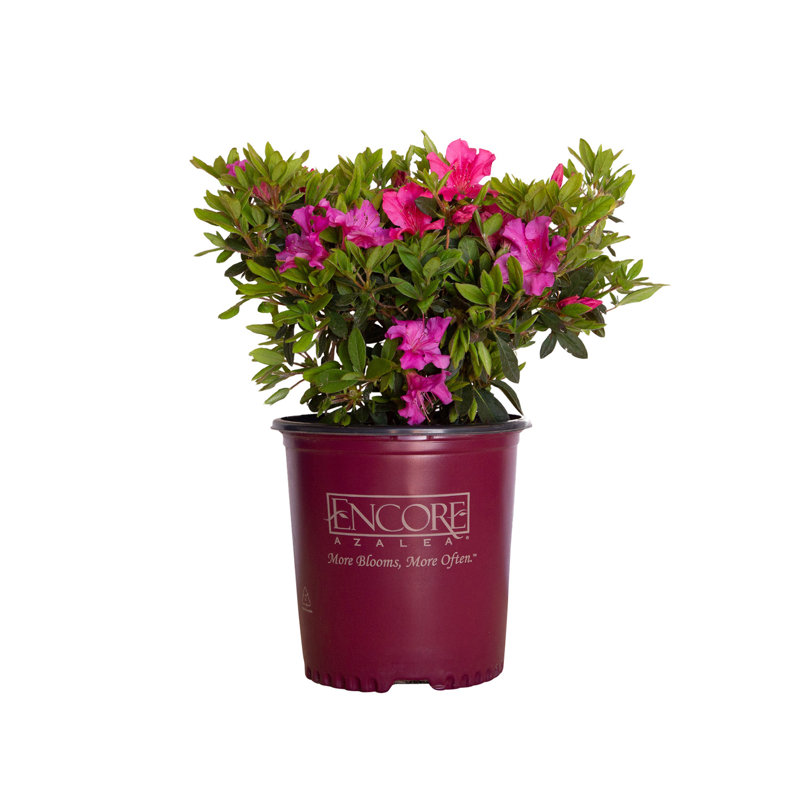 1 Gallon Dark Pink and Green Azalea Flowering Shrub