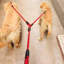 Corde de traction pour animaux de compagnie-126147814