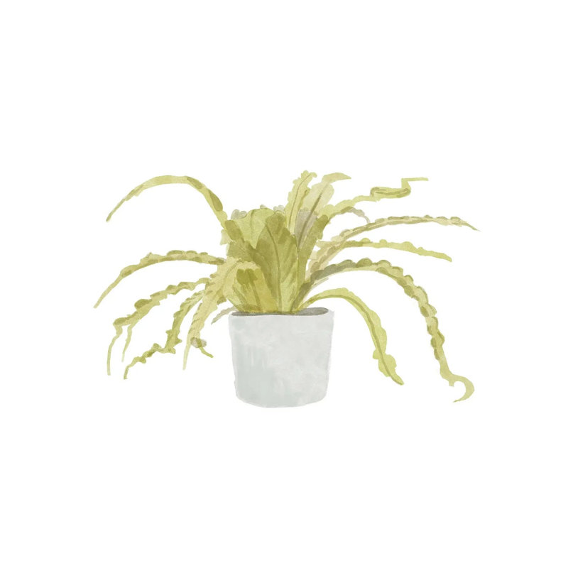 Potted Fern IV by Bannarot - Wrapped Canvas Print, 93.98 cm H x 93.98 cm W x 1.91 cm D