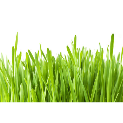 Grass by Ithinksky