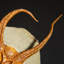 Genuine Ophiuroidea Brittle Star Fossil with Customized Display Stand (1.8 lbs)