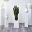 Sansevieria avec jardinière noire et jardin de 4 pi Palmier Golden Cane