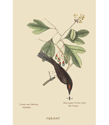 " Tyrant " by Mark Catesby