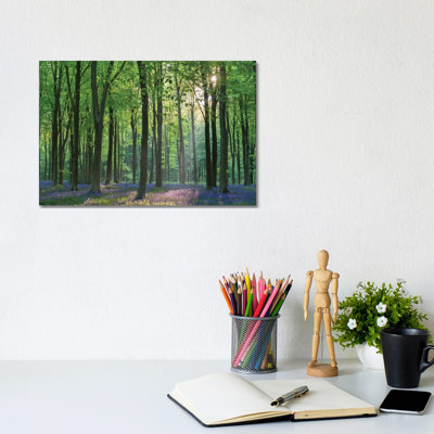 " Bluebell Forest II " by Adam Burton