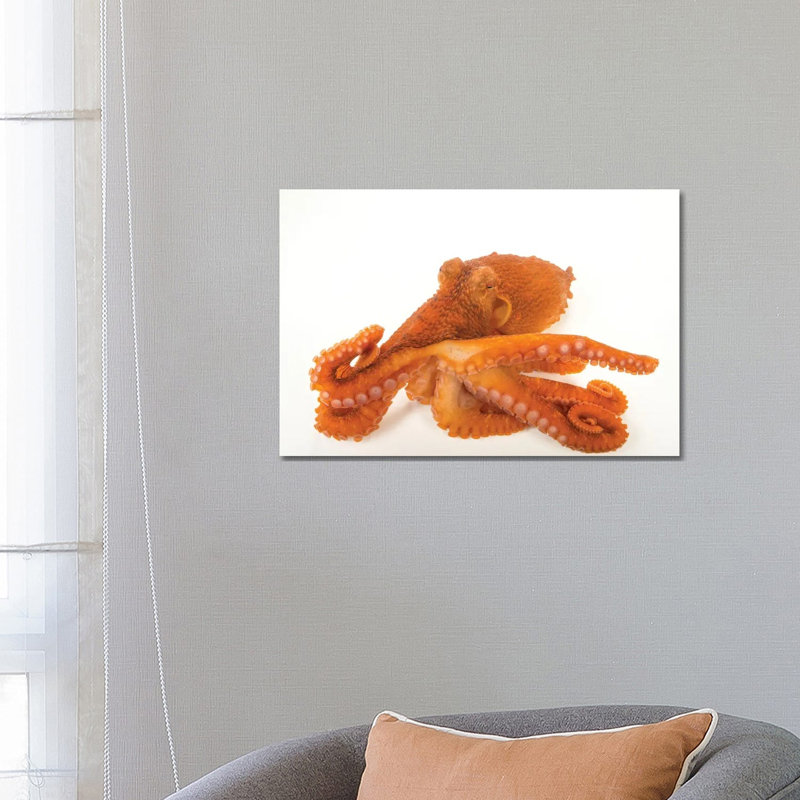 A Female Giant Pacific Octopus At The Alaska Sealife Center In Seward, AK II by Joel Sartore - Gallery-Wrapped Canvas Giclée on Canvas