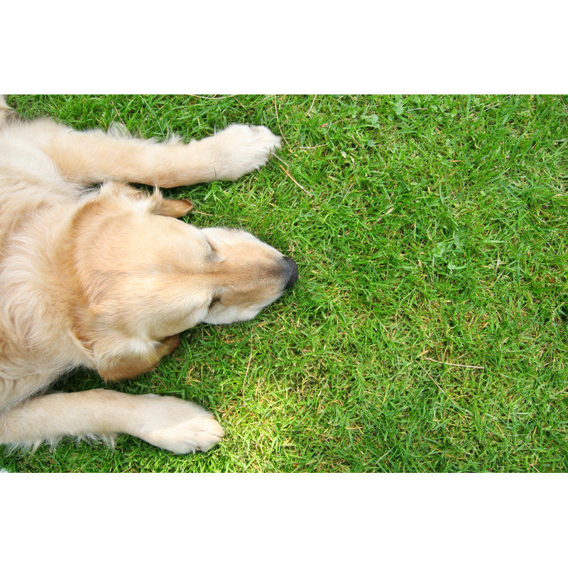 Un Golden Retriever Tuckered Out par Pk-Photos, H 24 po x l 36 po