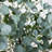 6ft. Lighted Artificial Eucalyptus Tree with 420 Warm White LED Lights