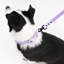 Laisse ajustable mains libres et collier 6-en-1 avec lampe DEL Luna 8 pi-112281001-133664131