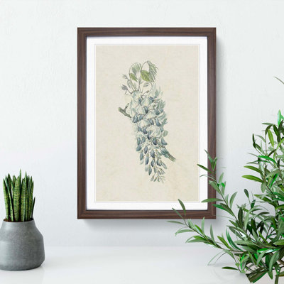 Illustration of Chinese Wisteria Flowers - Framed Print