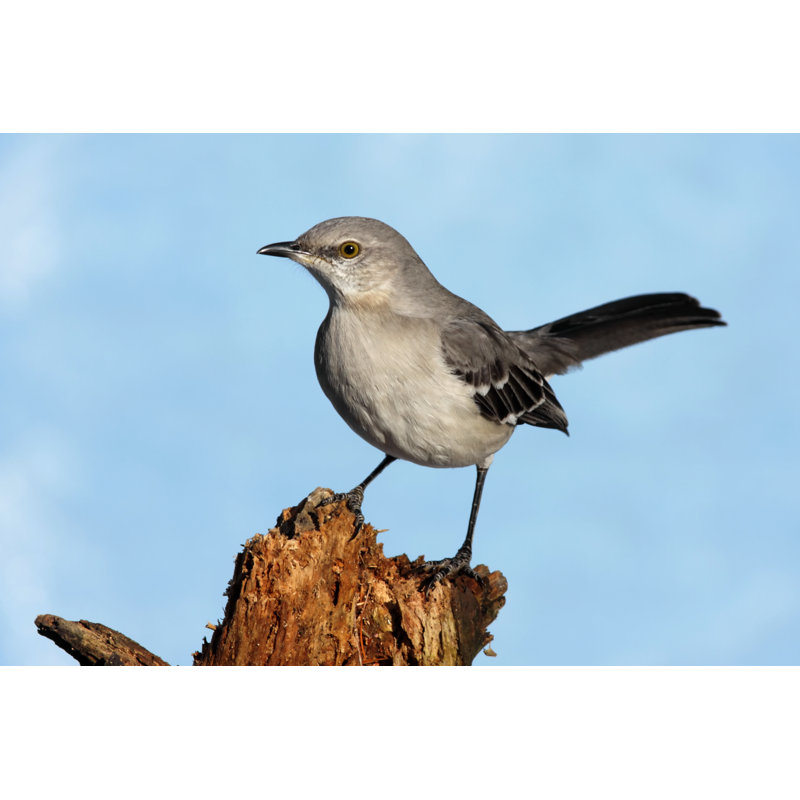 «Northern Mockingbird» par Stevebyland - Photographie sur toile tendue, L 18 po x H 12 po