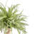 Feather Fern Arrangement with Shells