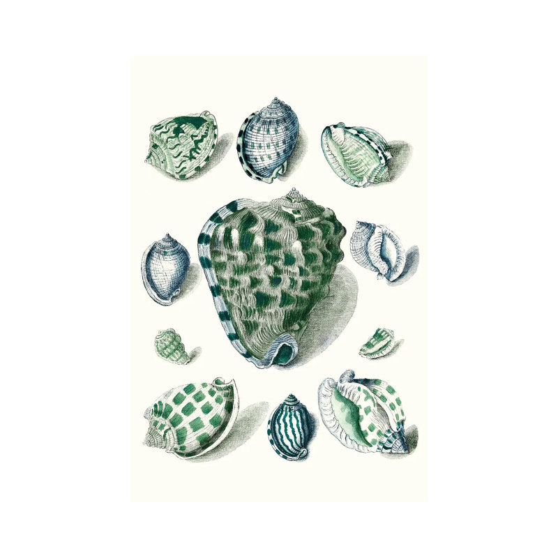 Celadon Shells III by Vision Studio - Wrapped Canvas Painting, 20.32 cm H x 30.48 cm W