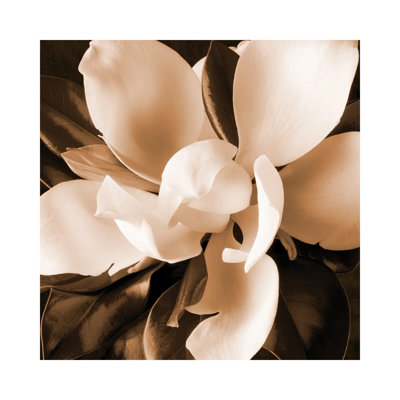 Sepia Magnolia I 1 Piece Wrapped Canvas Wall Art