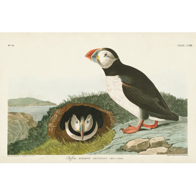 Pl 233 Macareux moine