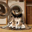  Tapis lavable Cape Lion Big Cats-1292944903