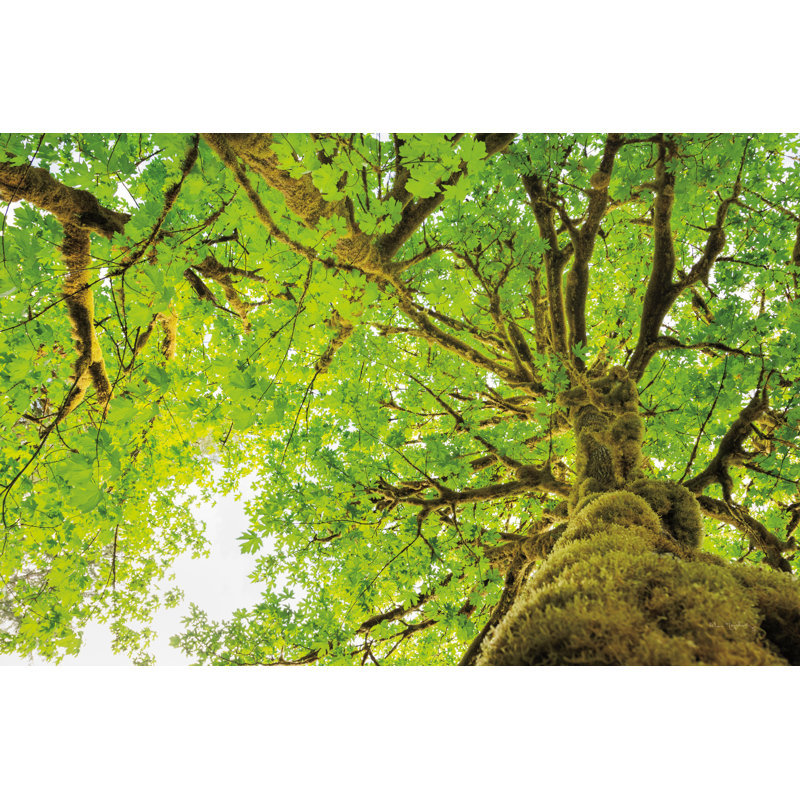 Érable à grandes feuilles II, H 8 po x l 12 po
