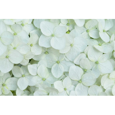 " Hydrangea Macrophylla " by Vadim Zhakupov