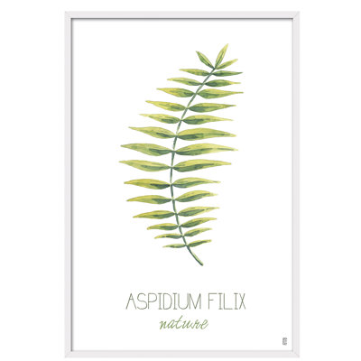 Nature Aspidium 1 Piece Single Picture Frame Painting