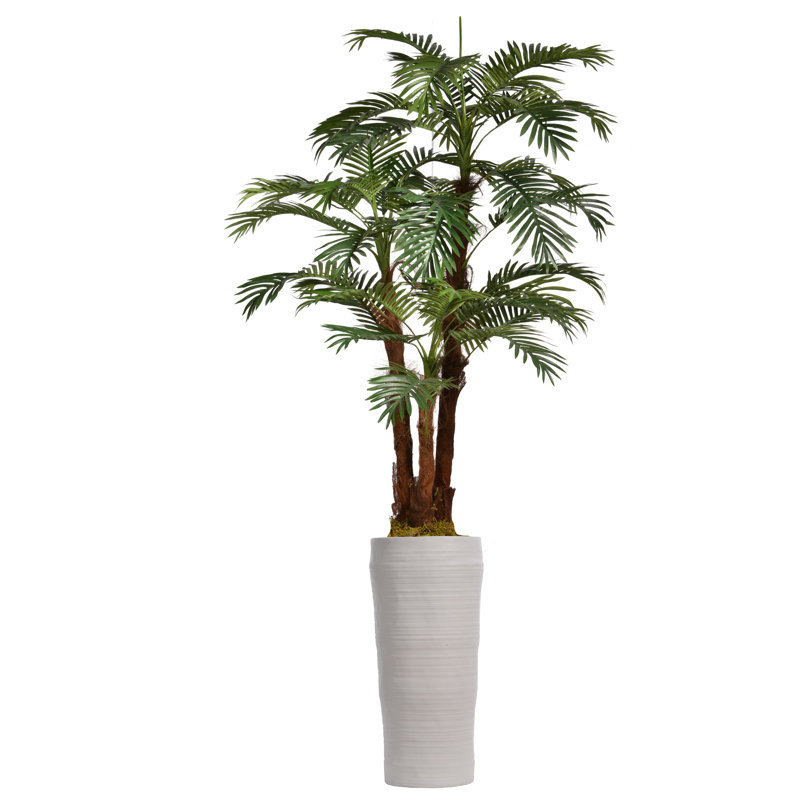 Palmier de Panama en pot