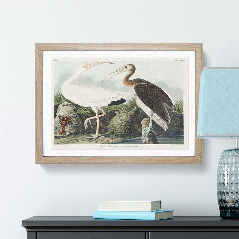 White Ibis Bird & Lobster by John Audubon - Picture Frame Art Prints on MDF, 48cm H x 65cm W x 2cm D, Oak Framed