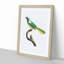 Peruvian Jay Bird by Jacques Barraband - Picture Frame Painting Print-55582975-55582976