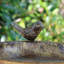 Anahly Metal Hanging Tray Bird Feeder