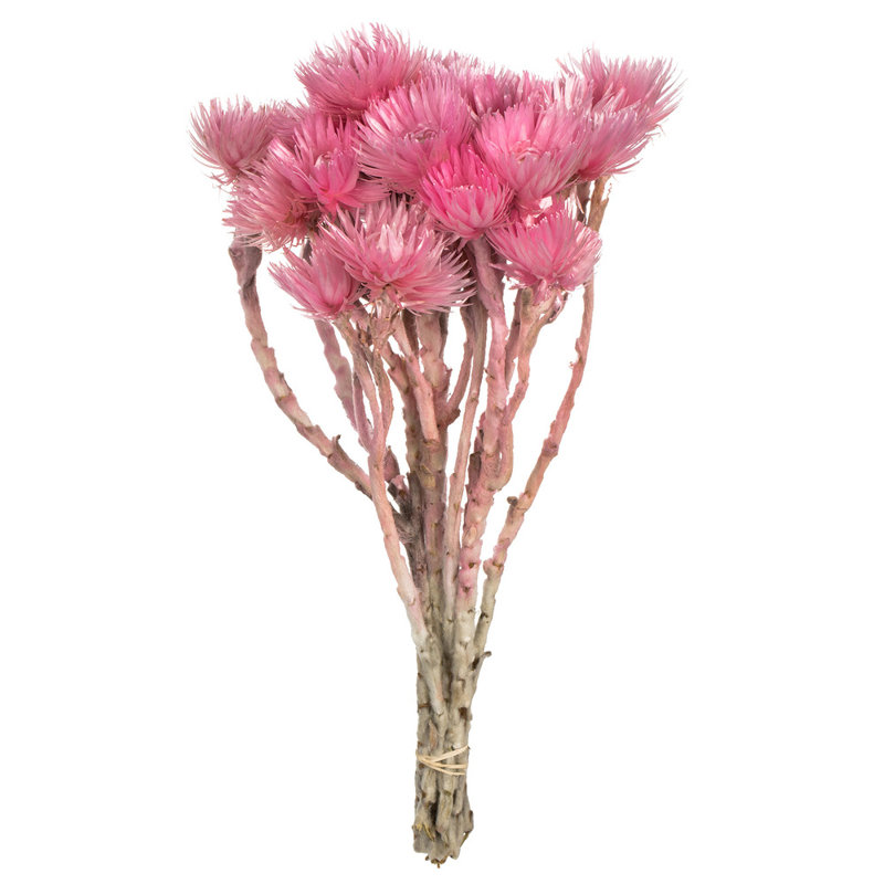 Vickerman 13-14" Everlasting Flowers, approximately 23 blooms, Dried, Pink