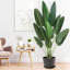 Fausse feuille de bananier en pot-686633105