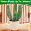 Globes de cactus pour arrosage des plantes Aqua Glass 