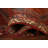 Geometric Wool Traditional Runner Rug 3x10