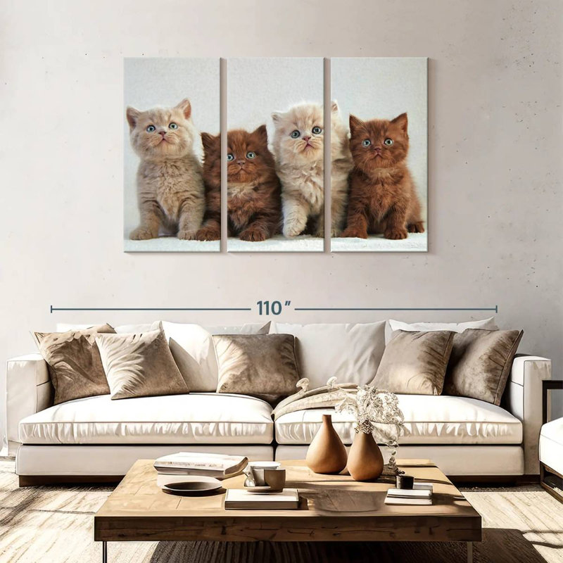Brampt British Shorthair Cats, H 48 po x l 74 po