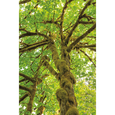 Érable à grandes feuilles IV