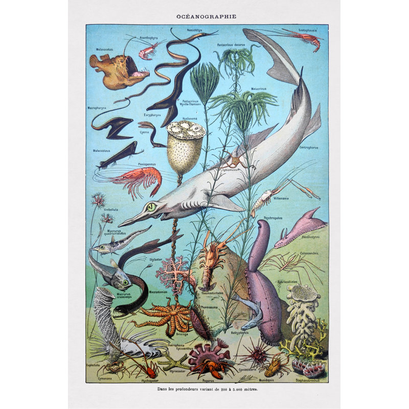 19th Century Oceanography by Gwengoat - Wrapped Canvas Print, 122cm H x 81cm W