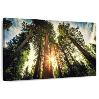 Harnek Redwood Trees Sunset
