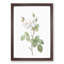 White Moss Rose by Pierre-Joseph Redoute - Picture Frame Art Prints-55612542-55612544