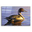 «Lone Pintail» par Mark Mueller, art animalier-101650932