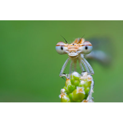 Maytham Damselfly - Wrapped Canvas Print