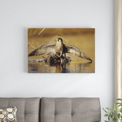 " Peregrine Falcon Adult "