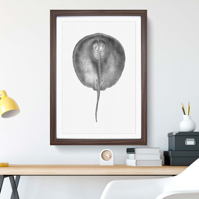 Stingray Illustration - Framed Print, 65cm H x 48cm W x 2cm D, Walnut Framed