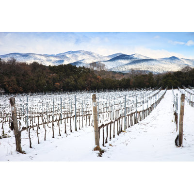 Vineyards Rows, Florence, Italy by StevanZZ - Wrapped Canvas Print