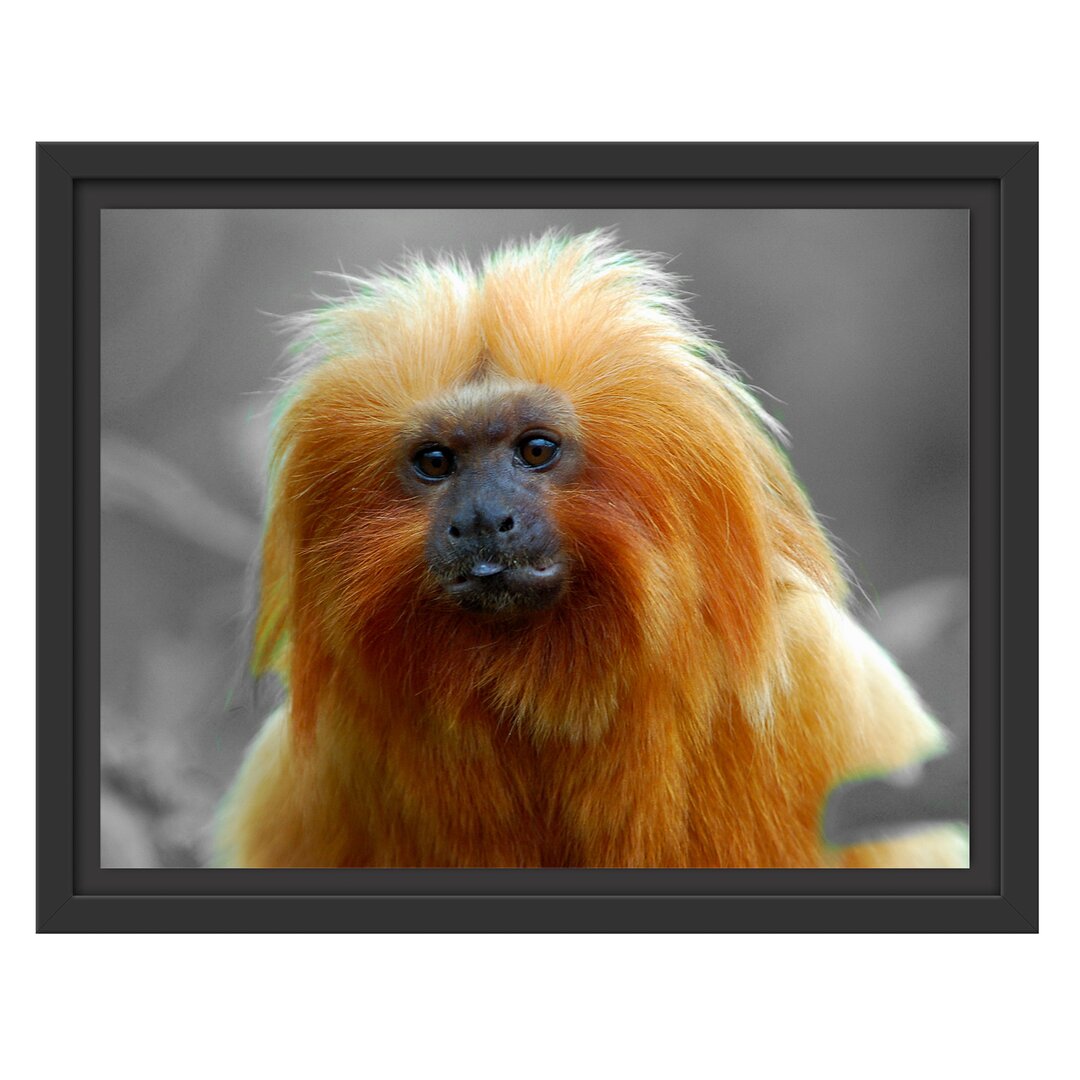 Gerahmter Fotodruck Small Lion Tamarin