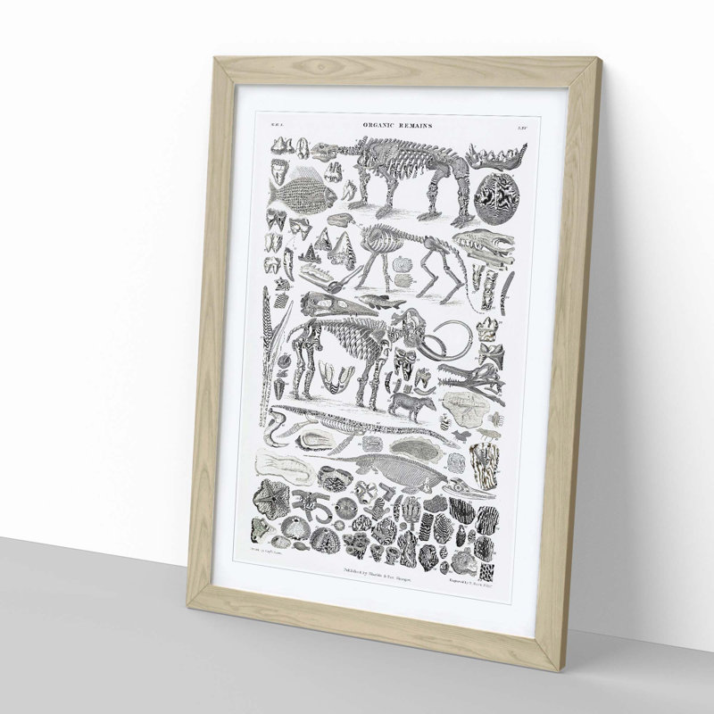 Fossils and Skeletons LXV by Oliver Goldsmith - Picture Frame Drawing Print on MDF, Oak Framed, 48cm H x 36cm W x 2cm D