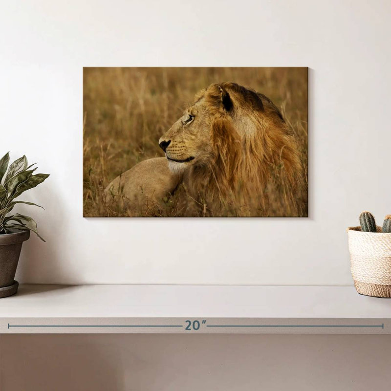 Lion au repos dans le Serengeti, H 8 po x l 12 po