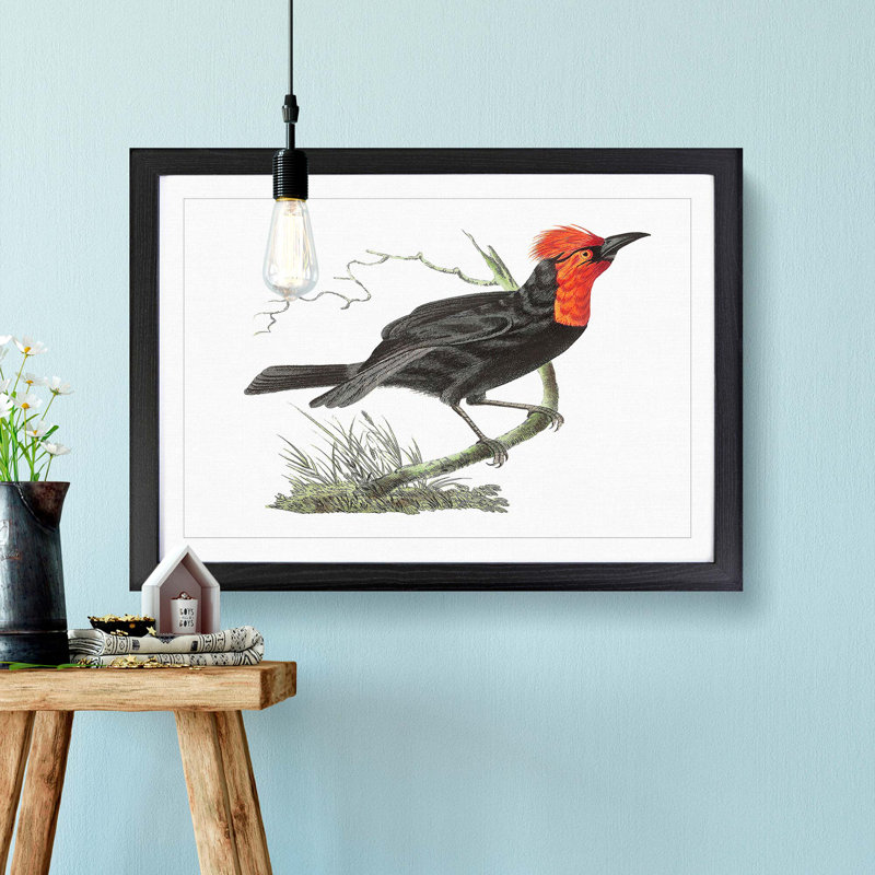 Black Tanager Bird by George Shaw - Picture Frame Painting, 40cm H x 60cm W x 2cm D, Black
