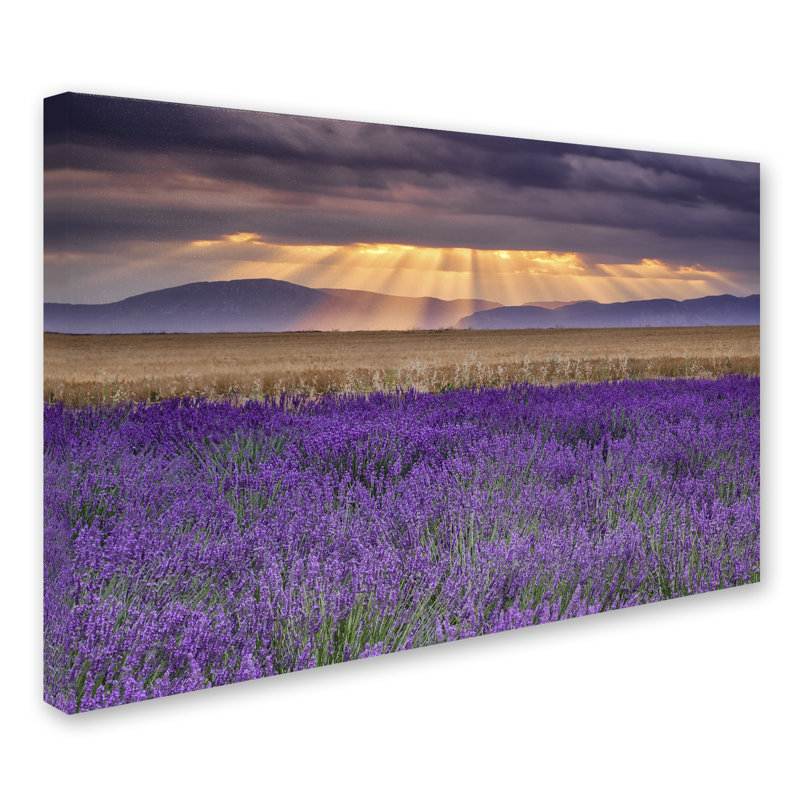 « lavandest », reproduction de photo sur toile tendue, H 12 po x l 19 po x P 2 po